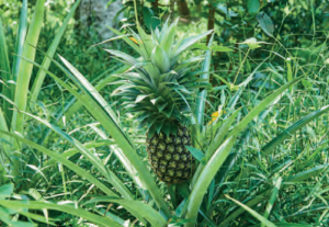 Görsel 2.38 Ananas tropikal iklimlerde yetişen bir üründür.