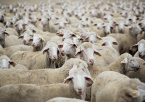 Görsel 2.72 Islah çalışması yapılmış koyunlar (Karacabey - Bursa)