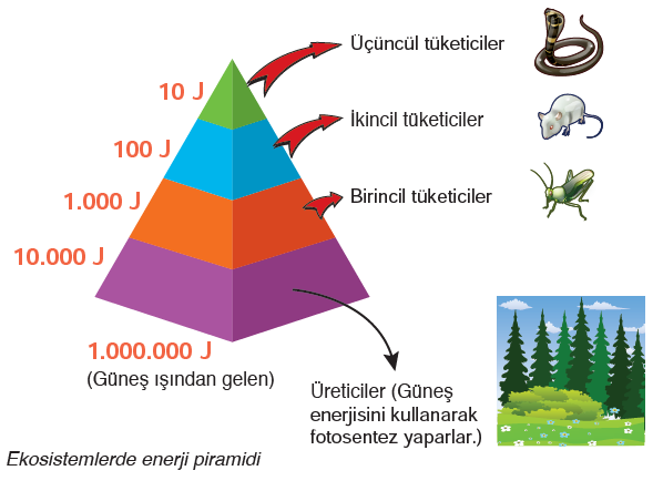 Ekosistemlerde enerji piramidi