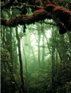 Tropikal yağmur ormanları