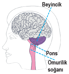 Arka beyin bölümleri