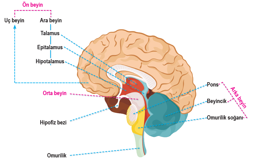 Beynin bölümleri