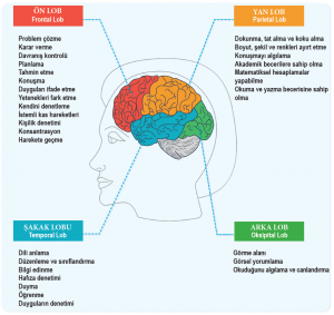 Beynin lobları ve görevleri