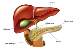 Karaciğer, safra kesesi ve pankreas
