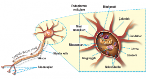 Nöron ve nöron hücre gövdesi kısımları
