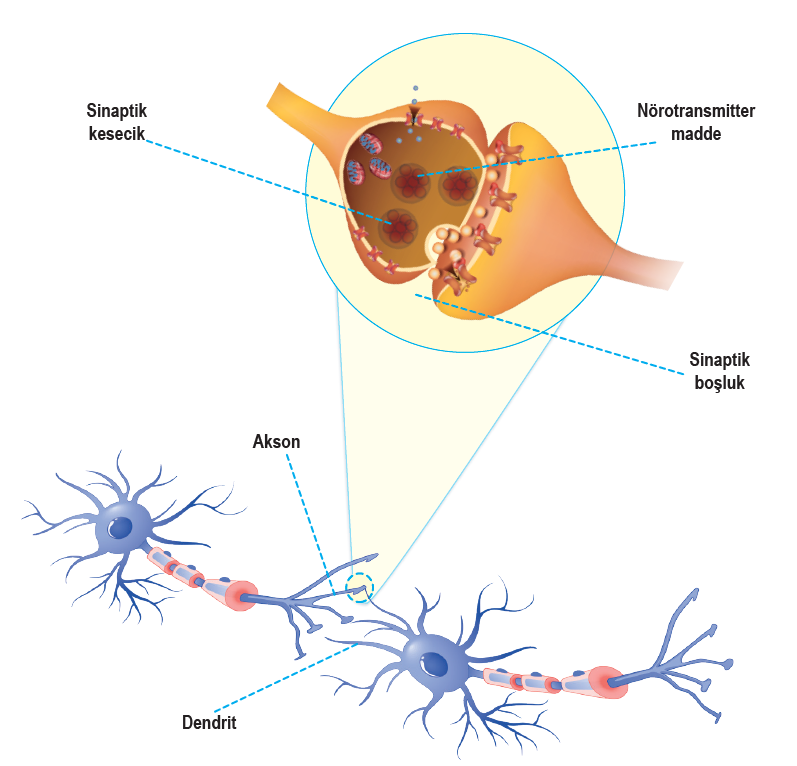 Nöronlar arasındaki sinaps