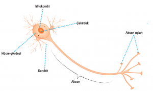 Nöronun yapısı