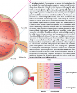 Retinanın yapısı