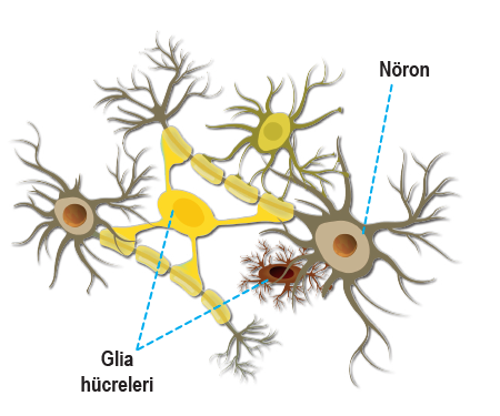 Sinir hücreleri ve yardımcı hücreler