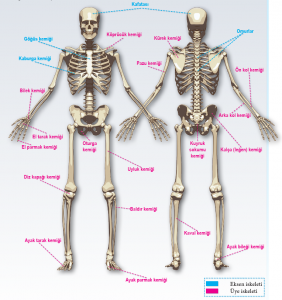 İnsan iskeletinde yer alan kemikler