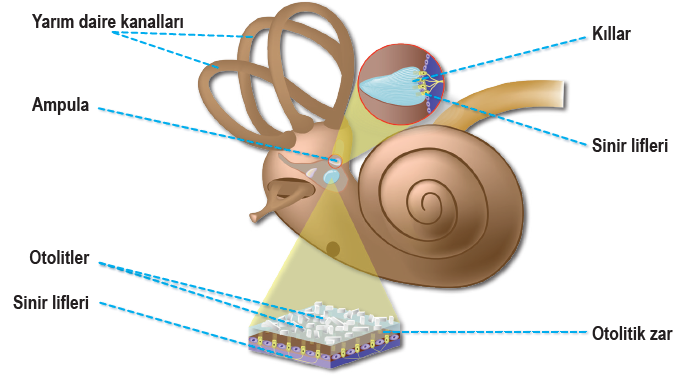 İç kulakta denge organının yapısı