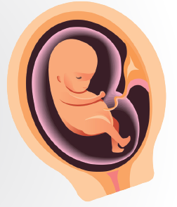 3 aylık embriyo