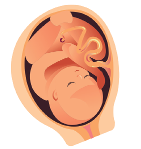 7-9 aylık embriyo