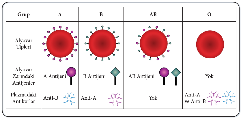 ABO Kan Grubu Sistemi Antijen ve Antikorları