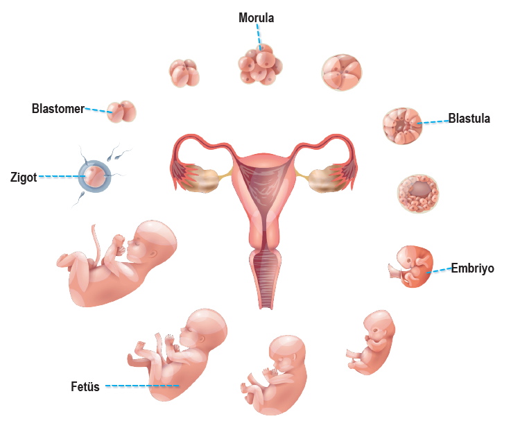 Embriyonik gelişim