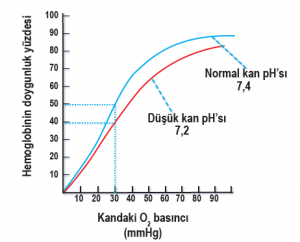 Kandaki pH değişikliğinin hemoglobin doygunluğu üzerine etkisi