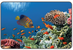 Kızıldeniz’de mercan resifi