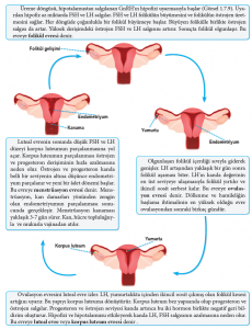 Menstrual döngü aşamaları