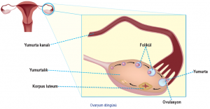 Ovaryum döngüsü