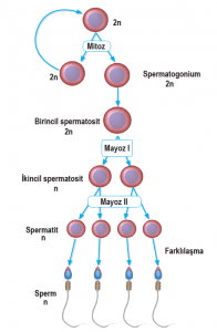 Spermotogenez