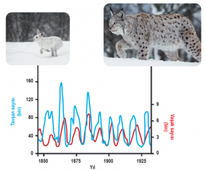 Vaşak ve kar tavşanı sayılarındaki yıllara bağlı değişim